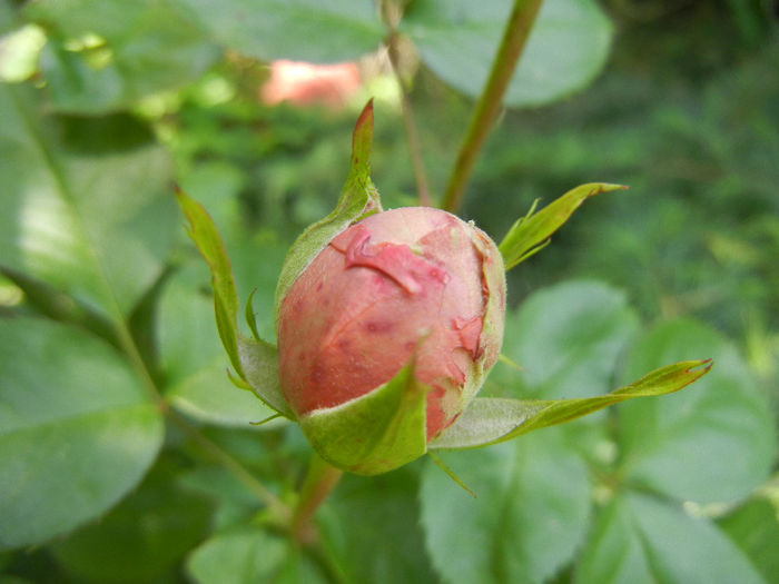 Rose Pleasure (2014, May 11)