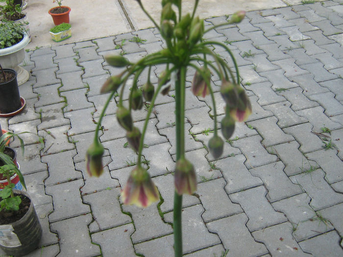 nectaroscordum siculum 006 - Flori in curte