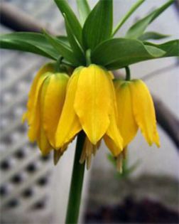 fritilaria lutea  7,42 lei