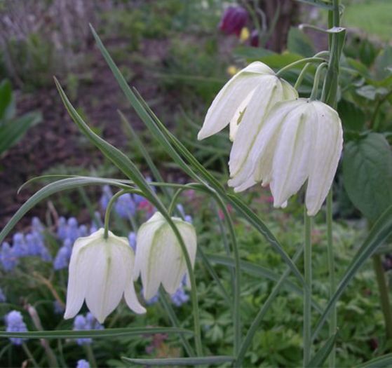 fritilaria meleagris alba .1,01 lei