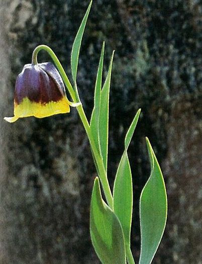 Fritillaria michailovskyi fritilaria michailovskyi.1,72 lei