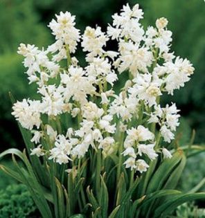 hyacinthoides hispanica alb 0,81 lei
