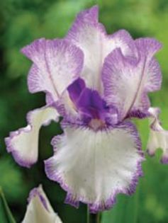 5 iris germanica blue staccato8,29 lei