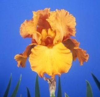 10  iris germanica portocaliu  8,18 lei