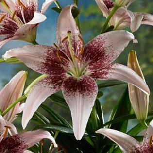 lilium dot com 4,14 lei