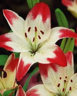 Lilium Lollypop 3,41 lei