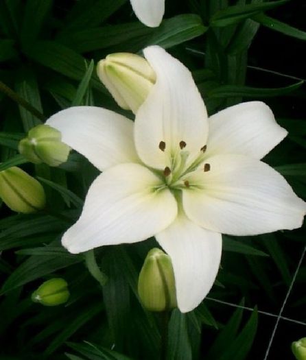 lillium asiatic navona