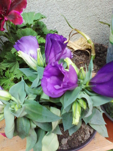 Lisianthus - flori 2014 gradina