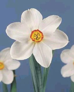 narcisus poeticus actaea 1,72 lei