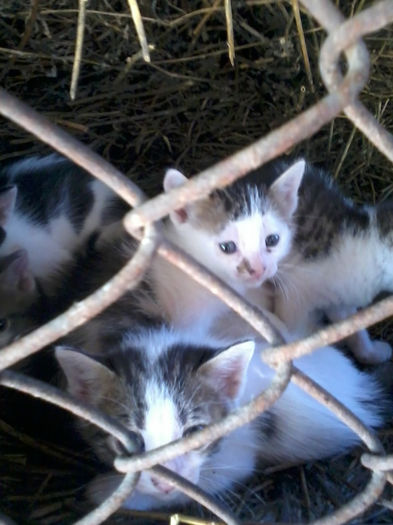 pisicii stuchiciosi - Paznicul casei si al gainilor
