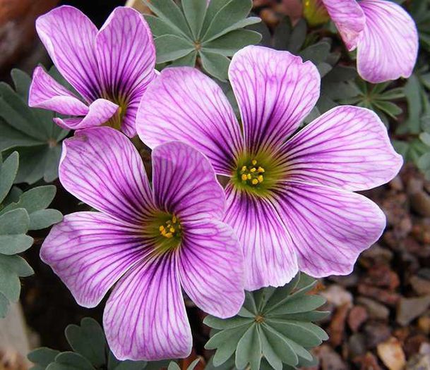 oxalis adenophylla ione hecker 3,49 lei