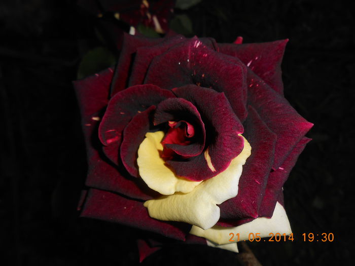 DSCN8633 - Trandafiri