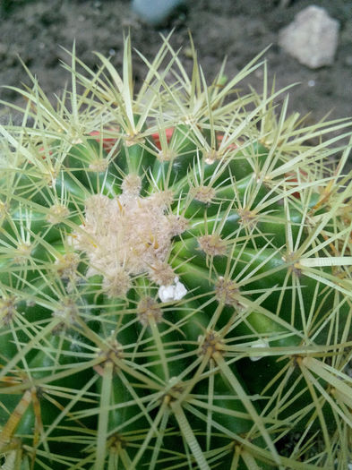 IMG_20140523_095331; Echinocactus grusonii
