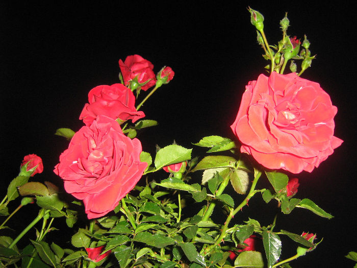 trandafiri 002 - Trandafiri in gradina mea