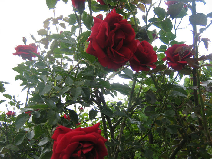 trandafiri 008 - Trandafiri in gradina mea
