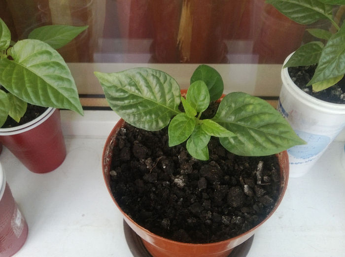 Bhut  Jolokia rosu; Prima serie
