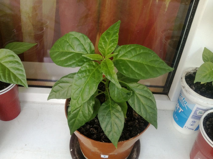 Bhut  Jolokia alb