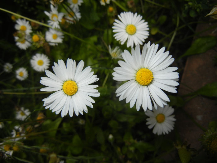 Bellis perennis (2014, May 18)