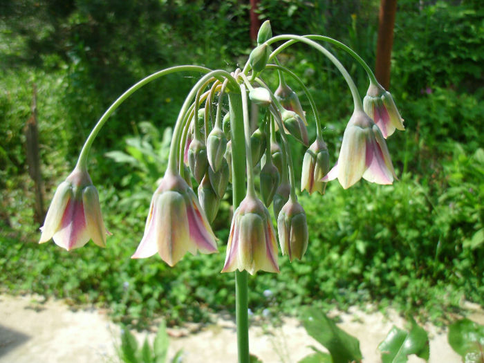 Nectaroscordum - 2014-1-in gradina