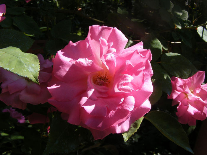 Zephirine Drouhin