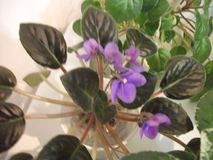 DSCF5856 - Expozitia de gesneriaceae Bucuresti_mai 2014