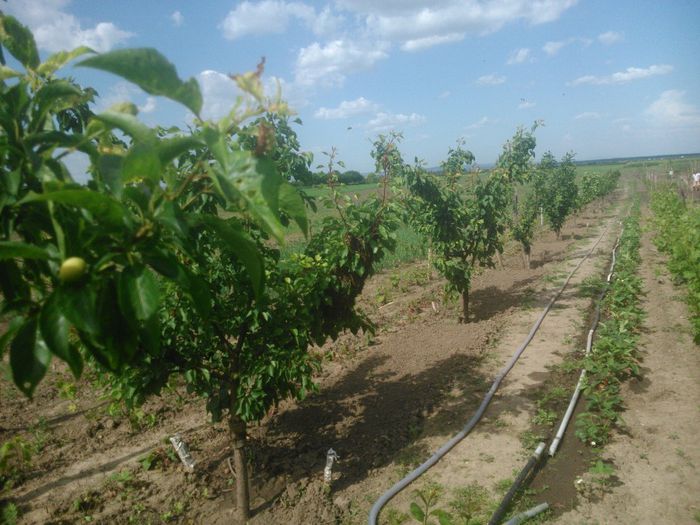 pomisorii la 2 ani si  6 luni de la plantare