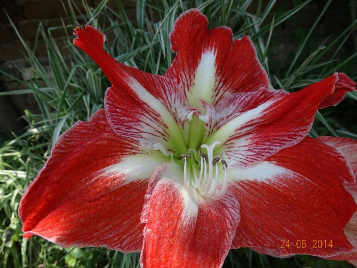 DSC03764 - Amaryllis 2014