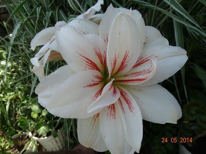 DSC03755 - Amaryllis 2014