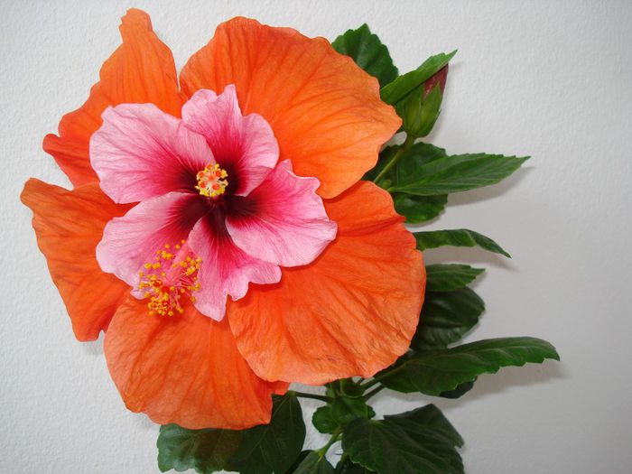 DSC08971 - HIBISCUS 2014