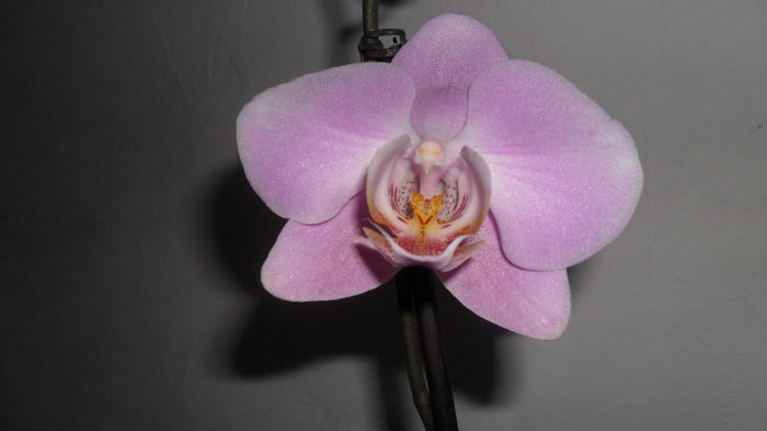 Evolutie orhidee 26 Mai 2014 002 - phalaenopsis
