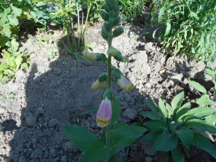 25 mai 2014 digitalis prima floricica...