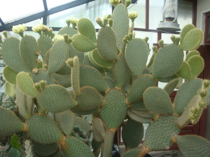 Opuntia scheerii F.A.C. Weber 1898