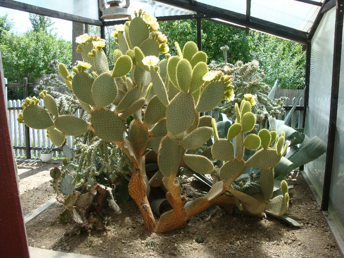 Opuntia scheerii F.A.C. Weber 1898