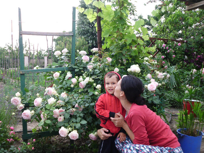 IMG_0512 - Trandafiri si clematite 2014