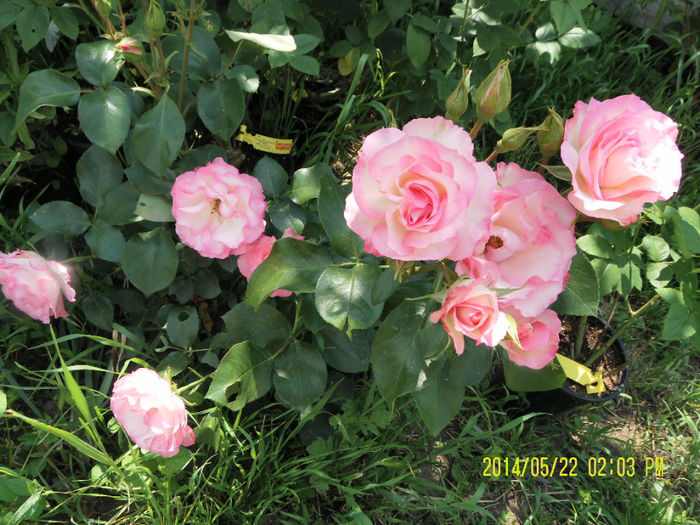 Bordure rose