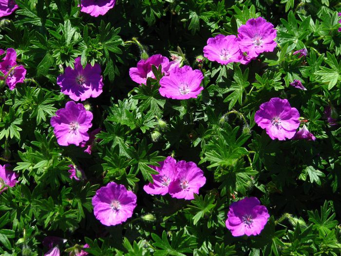 Geranium sanguineum `Max Frei`