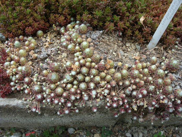 Sempervivum arachnoideum   L. 1753