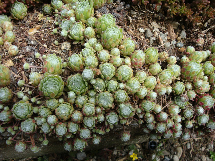 Sempervivum arachnoideum  L. 1753