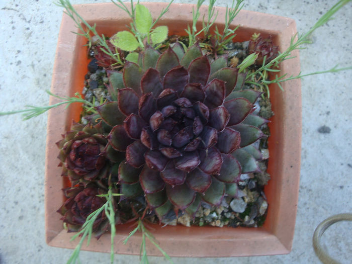 Sempervivum cv. Arno