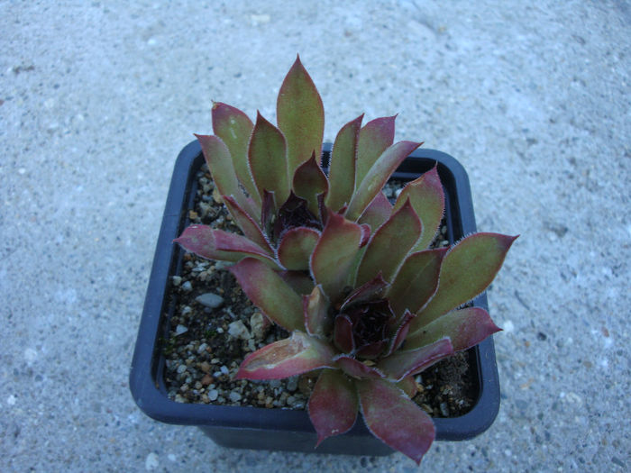 Sempervivum 'Brownii'