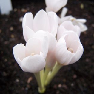 colchicum autumnale album 7,68 lei