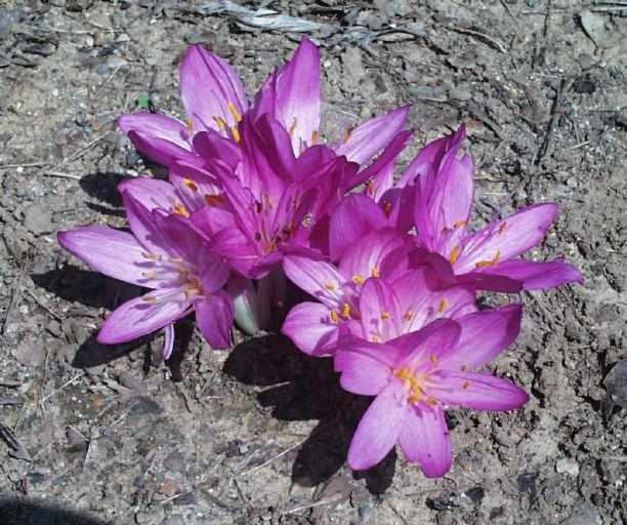 colchicum cilicicum purpureum 6,33 lei