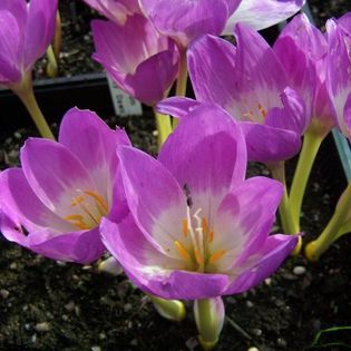 colchicum rosy dawn 8,14 lei