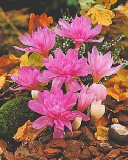 Colchicum Waterlily 1