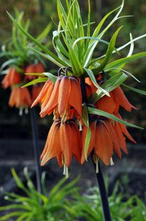 fritilaria imperialis rubra maxima 7,42 lei