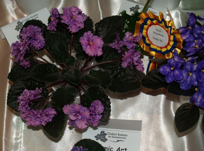 P1012377 - Expozitie violete africane si Gesneriaceae - Bucuresti - 23-25 mai 2014