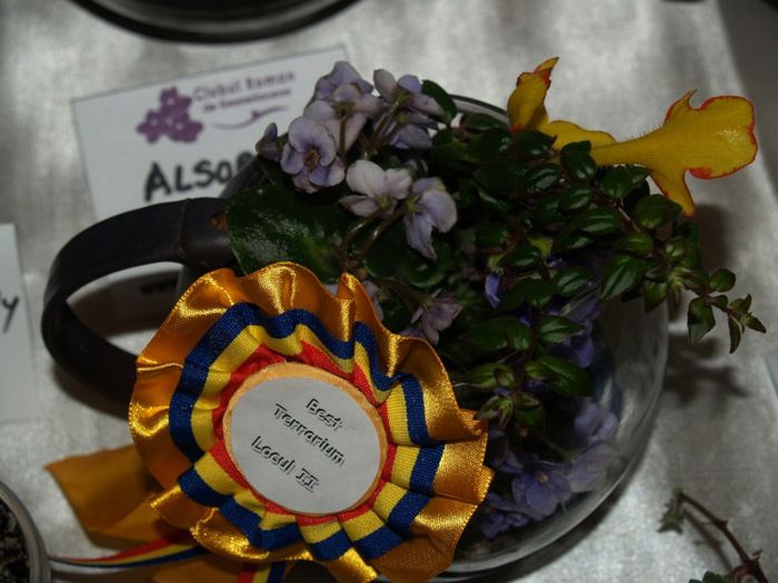 P1012597 - Expozitie violete africane si Gesneriaceae - Bucuresti - 23-25 mai 2014