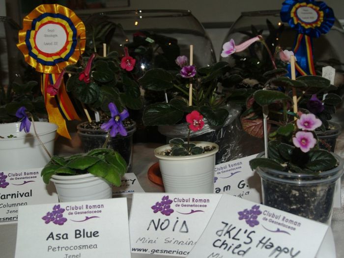 P1012601 - Expozitie violete africane si Gesneriaceae - Bucuresti - 23-25 mai 2014