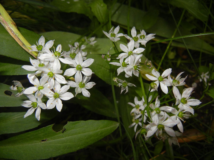 Triteleia hyacinthina (2014, May 16)