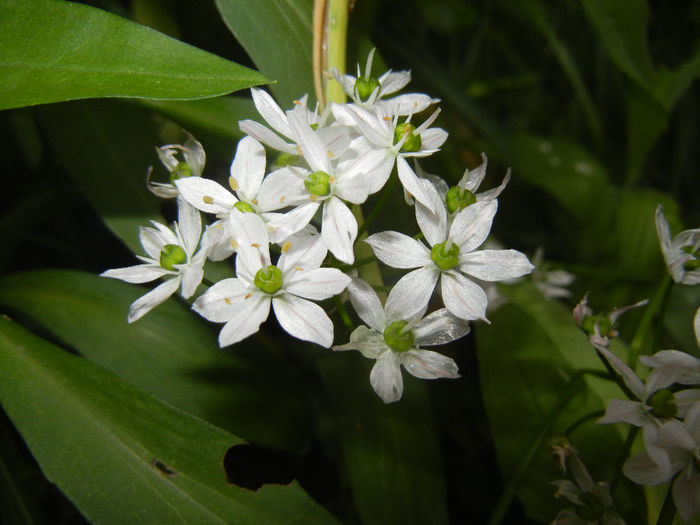 Triteleia hyacinthina (2014, May 16)